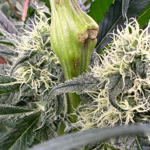 CxLAZ #31 58.75g growlog timeline photo
