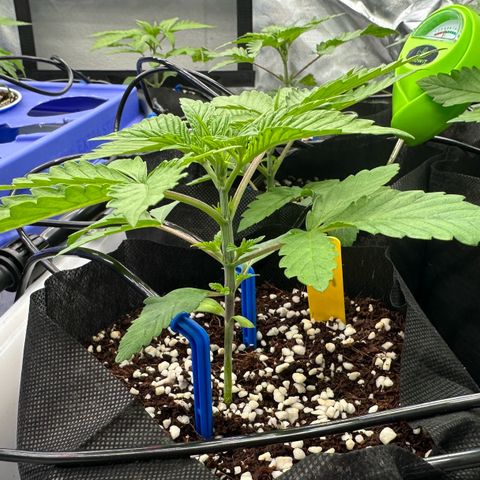 Misc x (LA Kush x Zkittles) #26 60.7g growlog photo: Added drip irrigation 