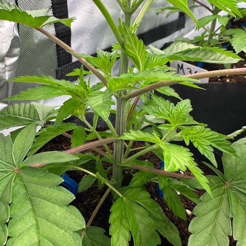 CxLAZ #16 50.72g growlog timeline photo