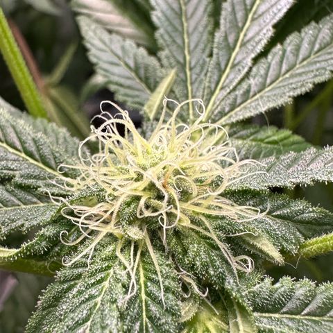 Misc x (LA Kush x Zkittles) #10 growlog timeline photo