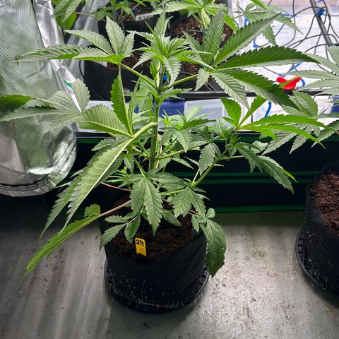 CxLAZ #16 50.72g growlog photo: Lollipoped