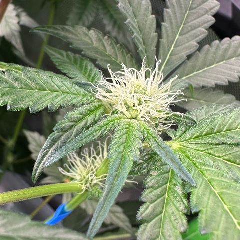 CxLAZ #16 50.72g growlog photo: Pollenated bud site
