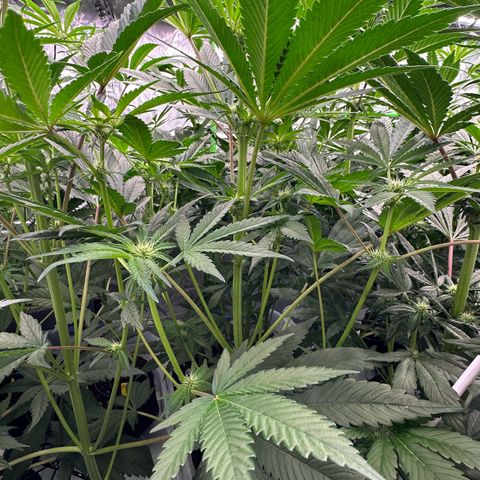 CxLAZ #16 50.72g growlog timeline photo