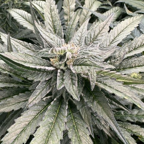 Misc x (LA Kush x Zkittles) #28 13.53g growlog timeline photo