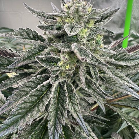 Misc x (LA Kush x Zkittles) #22 34.14g growlog timeline photo