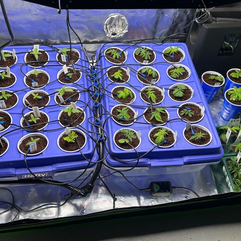 Shaman growlog timeline photo