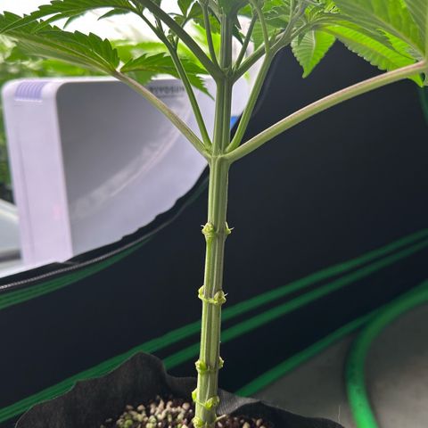 CxLAZ #16 50.72g growlog photo: Lollipoped