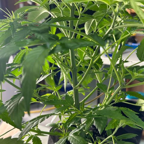 CxLAZ #16 50.72g growlog photo: Lollipoped