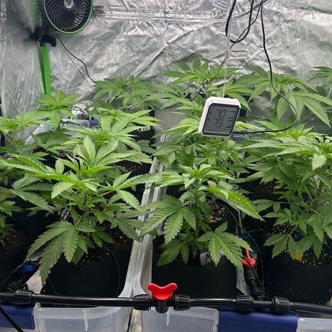 CxLAZ #16 50.72g growlog timeline photo