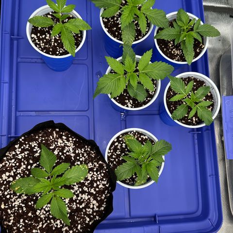 Misc x (LA Kush x Zkittles) #26 60.7g growlog timeline photo