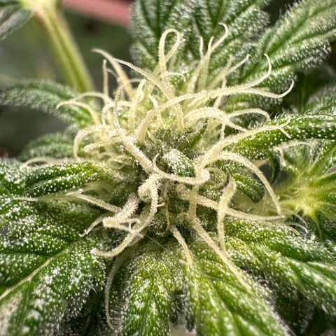 CxLAZ #16 50.72g growlog photo: Pollenated bud site