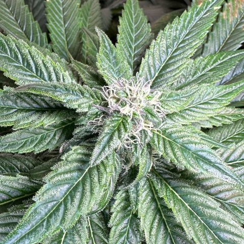 Misc x (LA Kush x Zkittles) #35 28.55g growlog timeline photo