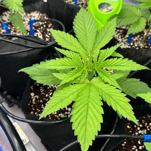 Misc x (LA Kush x Zkittles) #26 60.7g growlog photo: Added drip irrigation 