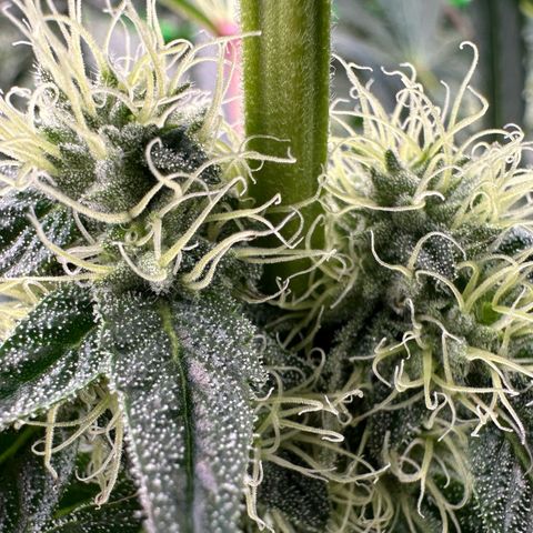 Misc x (LA Kush x Zkittles) #10 growlog timeline photo