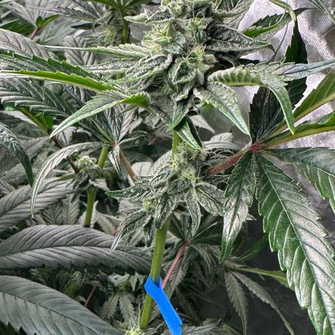 Misc x (LA Kush x Zkittles) #26 60.7g growlog timeline photo