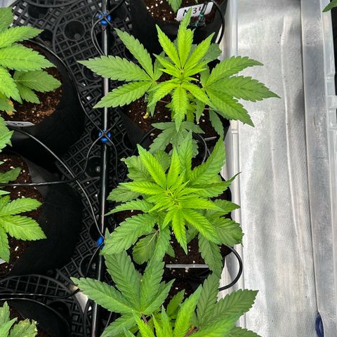 CxLAZ #16 50.72g growlog timeline photo