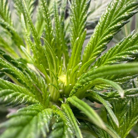 CxLAZ #16 50.72g growlog timeline photo