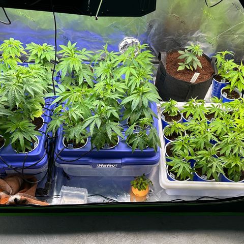 Shaman growlog timeline photo