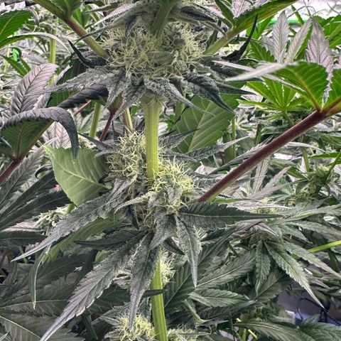 CxLAZ #06 growlog timeline photo