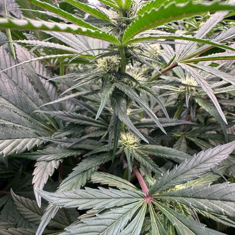 CxLAZ #15 52g growlog timeline photo