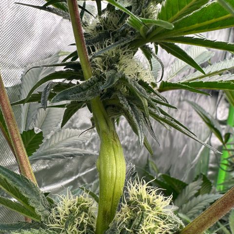 CxLAZ #24 37.13g growlog timeline photo