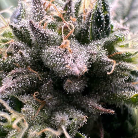Misc x (LA Kush x Zkittles) #26 60.7g growlog timeline photo