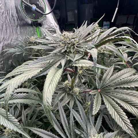 Misc x (LA Kush x Zkittles) #27 33.12g growlog timeline photo