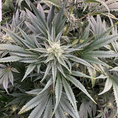 CxLAZ #31 58.75g growlog timeline photo