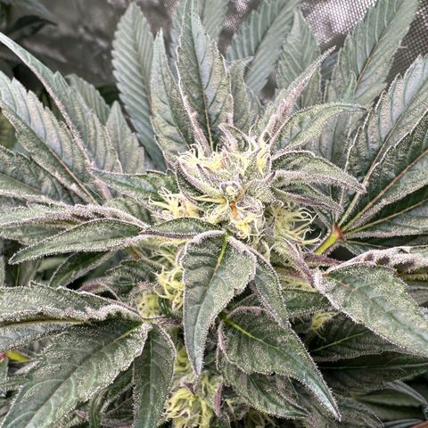 Misc x (LA Kush x Zkittles) #37 42.26g growlog timeline photo