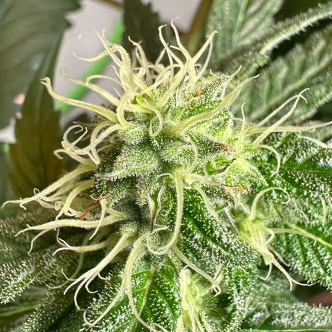 CxLAZ #31 58.75g growlog timeline photo