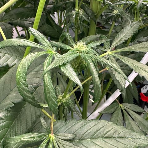 CxLAZ #16 50.72g growlog timeline photo