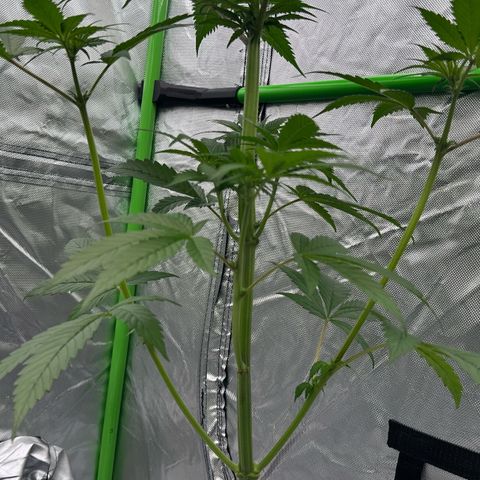 CxLAZ #16 50.72g growlog timeline photo