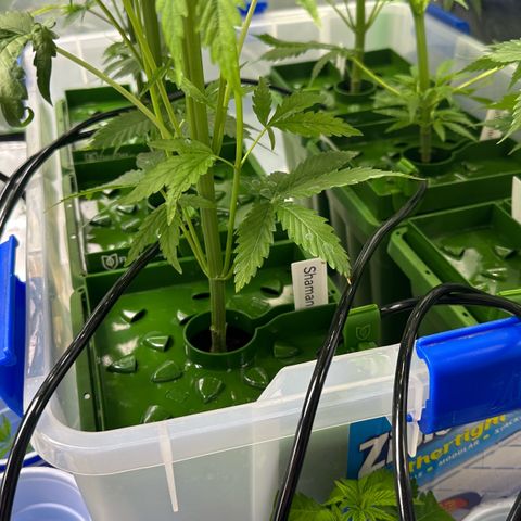 Shaman growlog photo: Installed 12 port water manifold and water lines