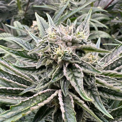Misc x (LA Kush x Zkittles) #26 60.7g growlog timeline photo