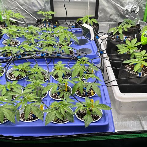 Misc x (LA Kush x Zkittles) #26 60.7g growlog timeline photo