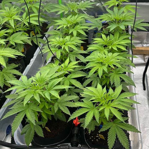 CxLAZ #16 50.72g growlog timeline photo