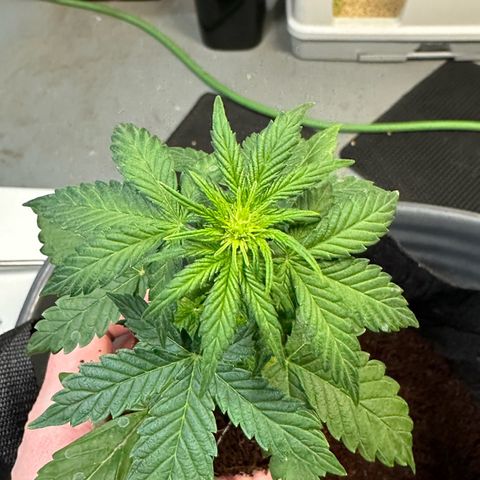 Auto Think Different  #3 growlog photo: Transplanted into 3 gal