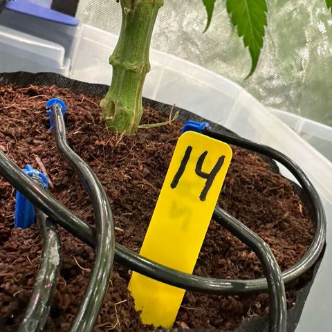 CxLAZ #16 50.72g growlog photo: Top training 