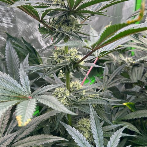 CxLAZ #11 50.28g growlog timeline photo