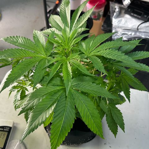 CxLAZ #16 50.72g growlog photo: Lollipoped
