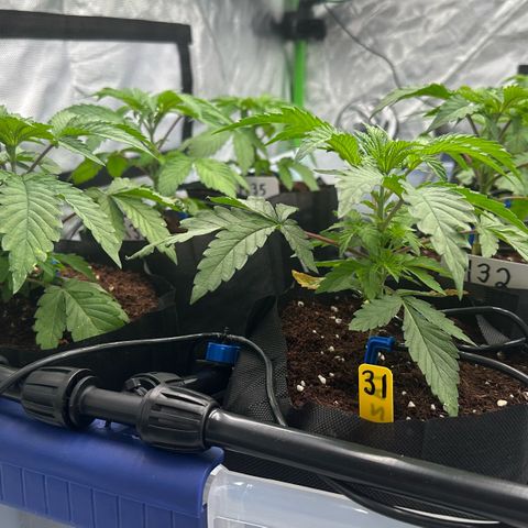 CxLAZ #16 50.72g growlog timeline photo