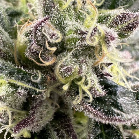 Misc x (LA Kush x Zkittles) #37 42.26g growlog timeline photo