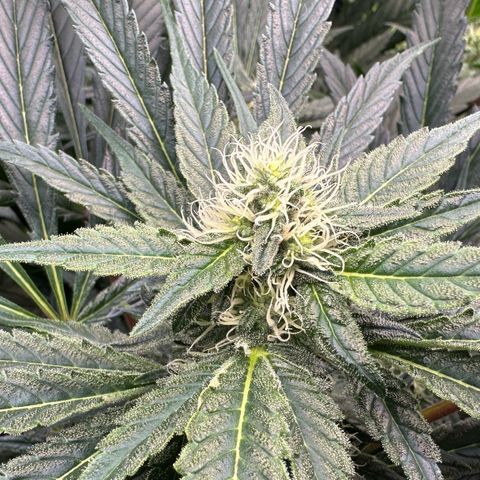CxLAZ #15 52g growlog timeline photo