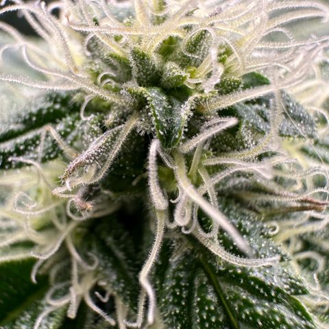 CxLAZ #16 50.72g growlog photo: Stacking nicely 9 heads