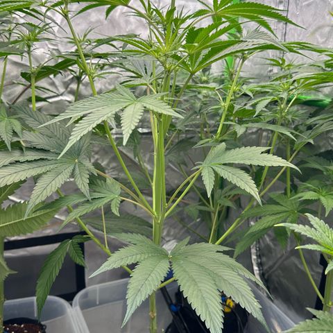 CxLAZ #16 50.72g growlog timeline photo