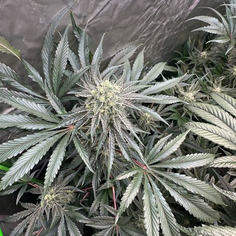 CxLAZ #24 37.13g growlog timeline photo