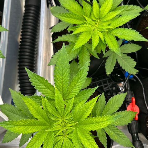 CxLAZ #16 50.72g growlog timeline photo