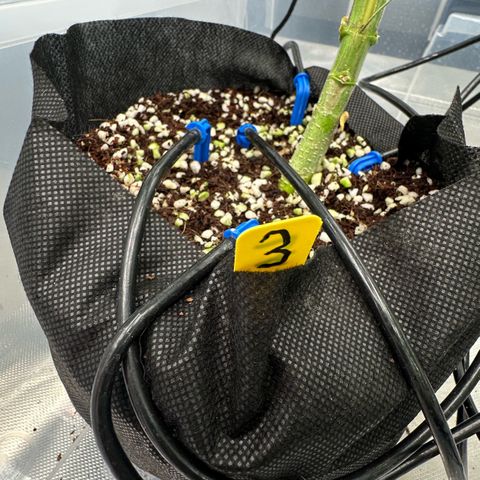 CxLAZ #16 50.72g growlog timeline photo