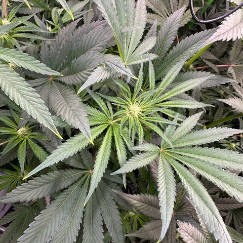 CxLAZ #16 50.72g growlog timeline photo
