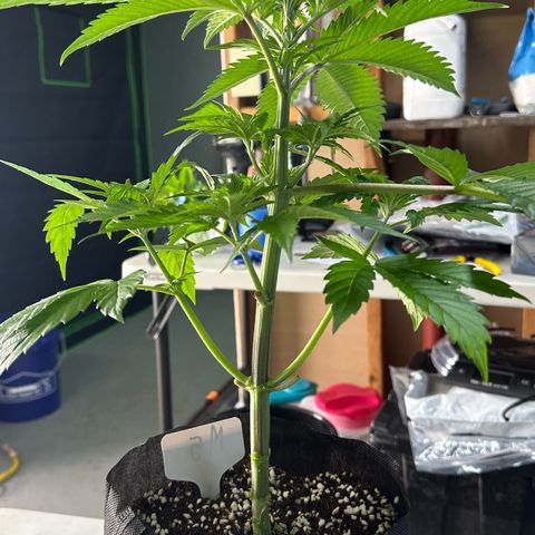 CxLAZ #16 50.72g growlog photo: Lollipoped